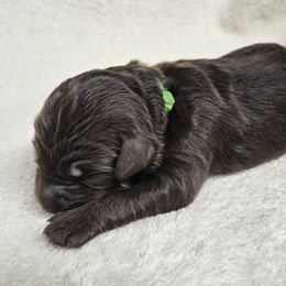 GILLY (Gilligan) - Brown male Double Doodle puppy in Jeddo, Michigan from Bert's Doodles