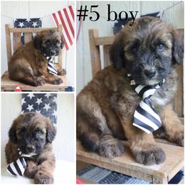 5 boy - Wheaten male Whoodle puppy in Smallett, Missouri from Leshas Whoodles