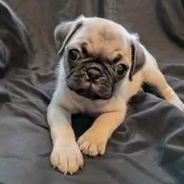 Girl 3 - Fawn female Pug puppy in Blountsville, Alabama from Rock Springs Pugs
