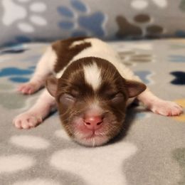 Boy 1 - Chocolate male Havanese puppy in Hall County, Texas from Coyle Havanese Babies