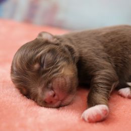 Miniature Australian Shepherd Puppies from True Spirited Aussies