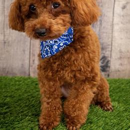 Mickey - Poodle