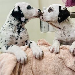 Basset Hound and Dalmatian Puppies from Lazy B Bassets and Dalmatians