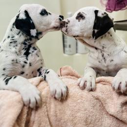 Basset Hound and Dalmatian Puppies from Lazy B Bassets and Dalmatians