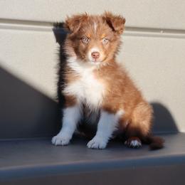 Arbor - Red tri-color male Australian Shepherd puppy in Tucson, Arizona from Soqui Ortiz Cattle Ranch