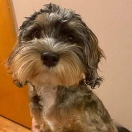 Peppa - Cockapoo