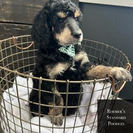 Phantom Male - Phantom male Poodle puppy in Wabasha, Minnesota from Roemer’s Standard Poodles