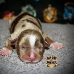 Sweetie - Red merle female Miniature Australian Shepherd puppy in El Dorado Springs, Missouri from HP Aussie Kennels