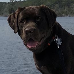 Labrador Retrievers from Remember Me Labrador Retrievers