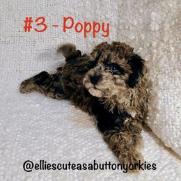 Poppy - Merle female Bernedoodle puppy in New Holland, Pennsylvania from Ellie's Cute as a Button Yorkies