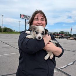 Mario - Brindle merle and white male American Corgi puppy in Shawnee, Oklahoma from Sunray Ranch