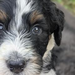 Newfypoo Puppies from Green Acres Newfypoos