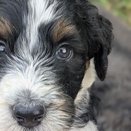 Newfypoo Puppies from Green Acres Newfypoos