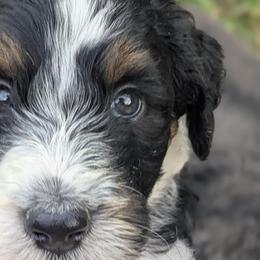 Newfypoo Puppies from Green Acres Newfypoos