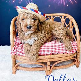 Dallas - Red  male Goldendoodle puppy in from Pink Poodles and Doodles