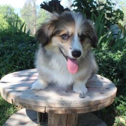 Fairy Godmother (2150) fluffy - Sable female Pembroke Welsh Corgi puppy in Valley, Washington from Corgis of the Mountain Valley