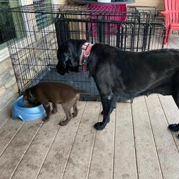 Labrador Retriever All Grown Up from Rocky Mountain Dogs - Utah