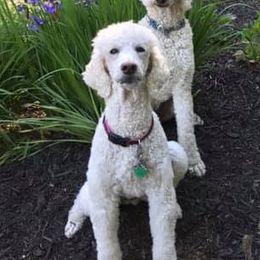 Poodles from HighSpirits Standard Poodles
