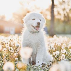 Border Collie and Maremma Sheepdog Puppies from 2J 2K Border Collies & Maremma Sheepdogs