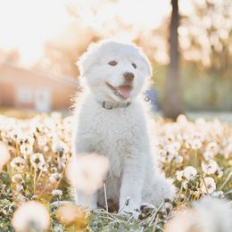 Border Collie and Maremma Sheepdog Puppies from 2J 2K Border Collies & Maremma Sheepdogs