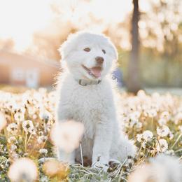 Border Collie and Maremma Sheepdog Puppies from 2J 2K Border Collies & Maremma Sheepdogs