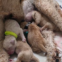 Silver Collar - Apricot female Goldendoodle puppy in Mullin, Texas from Grosenbacher Goldendoodles