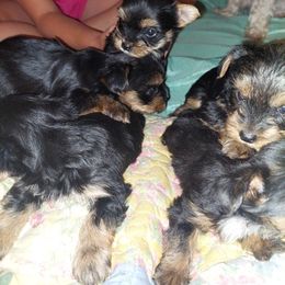 Yorkshire Terrier Puppies from Baker's Babies