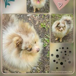 Pico - Pomeranian