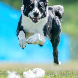 Border Collies from High Caliber BCs