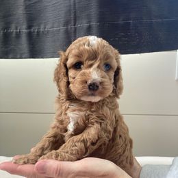 Nola - Buff and white female Cockapoo puppy in Strasburg, Pennsylvania from Dana's Domain Cockapoos