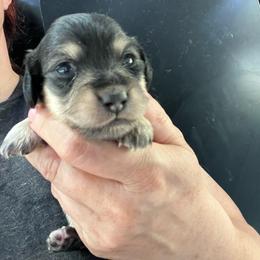 Cannoli Girl 2 - Black and cream female Dachshund puppy in Bigfork, Minnesota from Dachshunds Up North
