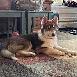 Native American Indian Dog Puppies from Corn Moon Kennels