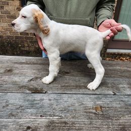 Puppy 2 purple collar - White male Llewellin Setter puppy in North Dinwiddie, Virginia from Pups Furever