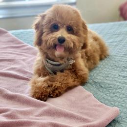 Peony girl - Red  female Goldendoodle puppy in Rio Linda, California from Plush Doodles