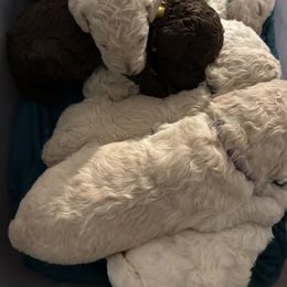 Poodle Puppies from Triangle Standards