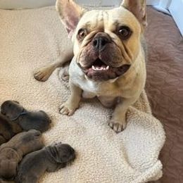 French Bulldogs from Belle Isle Bullies