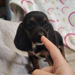 Baby - Black brown and white female Basset Hound puppy in Newton Grove, North Carolina from MGA Basset Hound