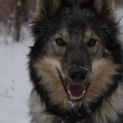 Tamaskans from Warrior Tamaskans