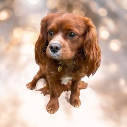 Maverick - Ruby Cavalier King Charles Spaniel puppy in Spokane, Washington from Treasured Cavaliers of the Pacific Northwest