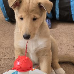 Marilyn - Sable and white female Collie puppy in Colorado Springs, Colorado from Briar Oaks