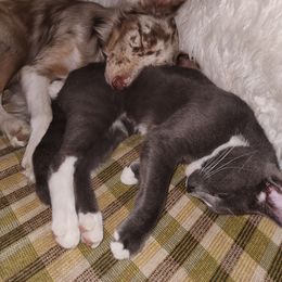 Border Collie Puppies from Cullins Collies