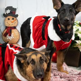 German Shepherds from Climbing Rose Farm & Kennels