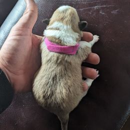 Pembroke Welsh Corgi Puppies from Jersey Shore Corgis
