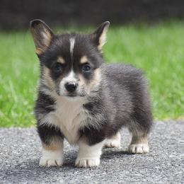 Hobbes - Black and tan male Pembroke Welsh Corgi puppy in Lititz, Pennsylvania from GoldStar Corgis (License Number 18519)