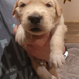Brown - Golden male Golden Retriever puppy in Lucasville, Ohio from Halo Kennels