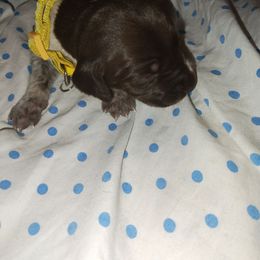 Yellow - Liver roan female German Shorthaired Pointer puppy in Marble, North Carolina from Dancin' German Shorthaired Pointer's