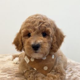 Daisy Bear - Cream female Goldendoodle puppy in Anaheim, California from Cuddle Bear Doodles