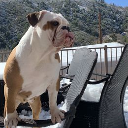 Goober - Bulldog