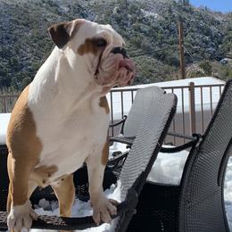 Goober - Bulldog