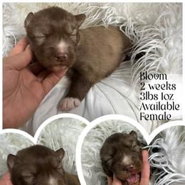 Bloom - Red and white female Siberian Husky puppy in Florence, Kentucky from Moonlight Howl Huskies